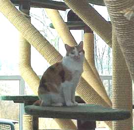 MALE CALICO3
