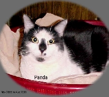 Panda