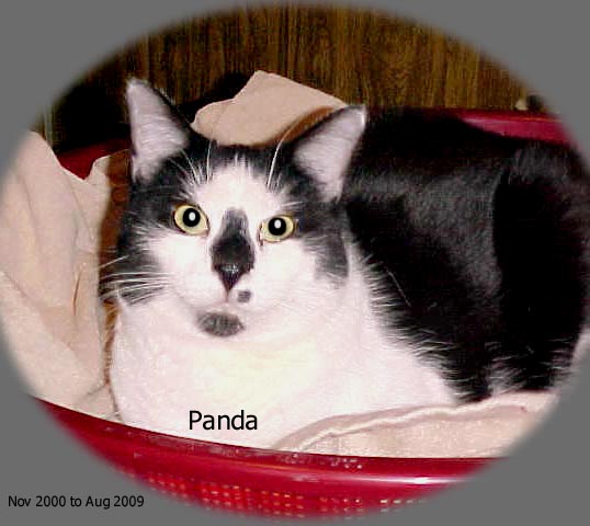 Panda