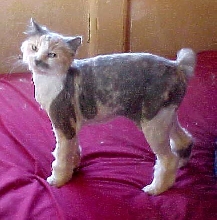 Calico goggie?
