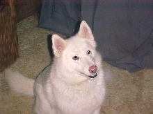 SnoFoxx