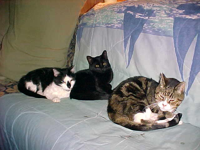 Nap time with my new fambly