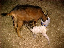 MayBelle  and her first baby
