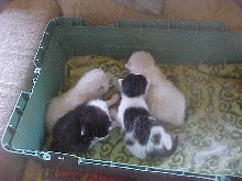 Going to a new home