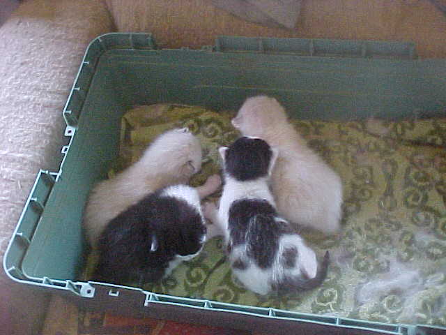 Going to a new home