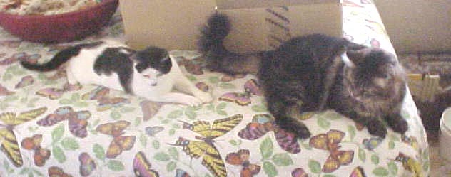 Princess and Trapper