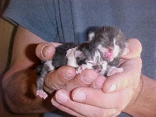 ShyGirls new babykits
