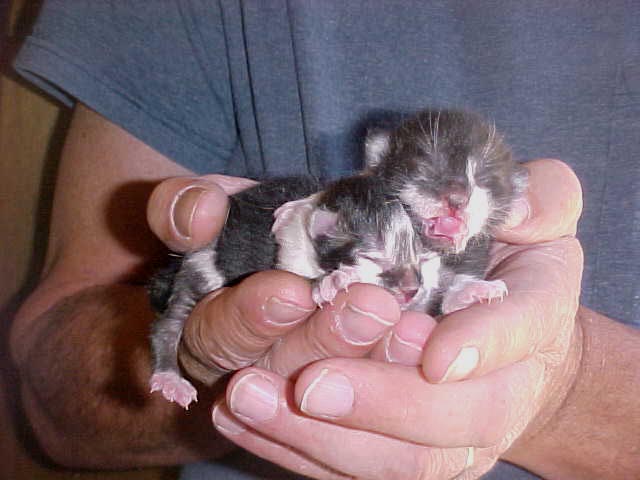 ShyGirls new babykits
