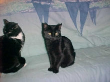 Badger:  Well phooey mom did it again.  Meet my new brother.
