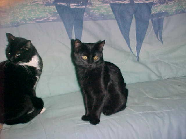 Badger:  Well phooey mom did it again.  Meet my new brother.