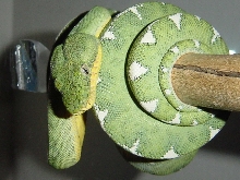 2001 Female