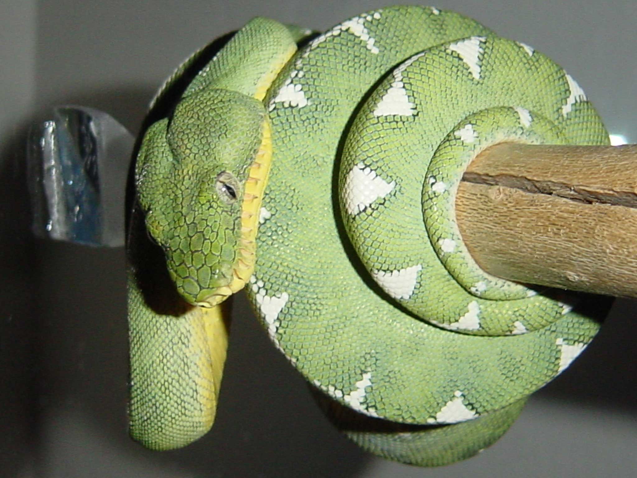 2001 Female