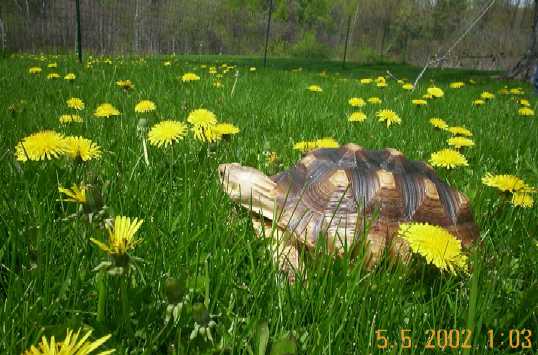 Syd tip toe through the dandylions!