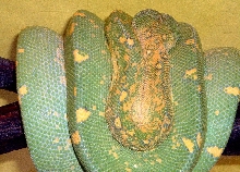 GOETZGER MALE