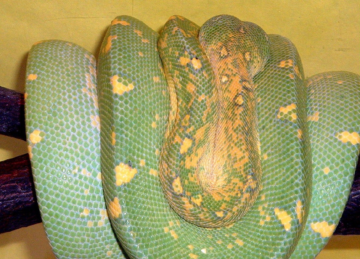 GOETZGER MALE