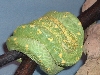 goetzger male