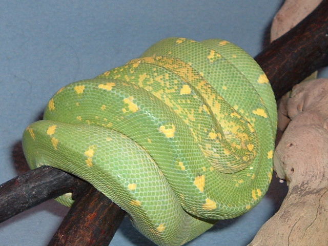 goetzger male