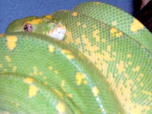 GOETZGER MALE