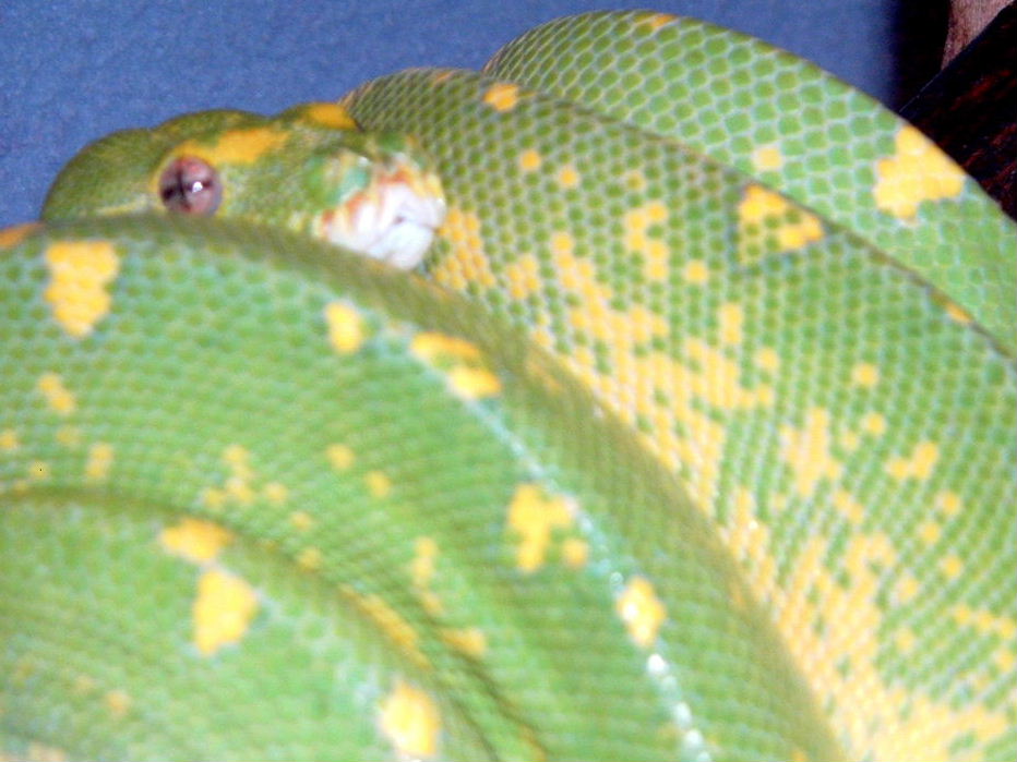 GOETZGER MALE