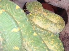 goetzger male