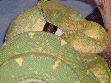 GTP