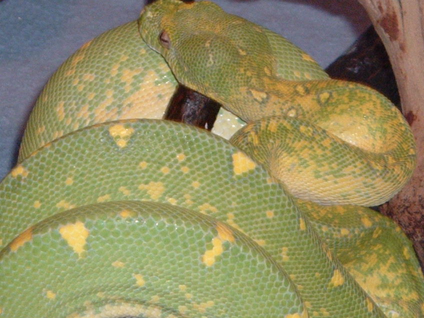 GTP