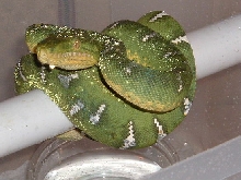 male emerald 1