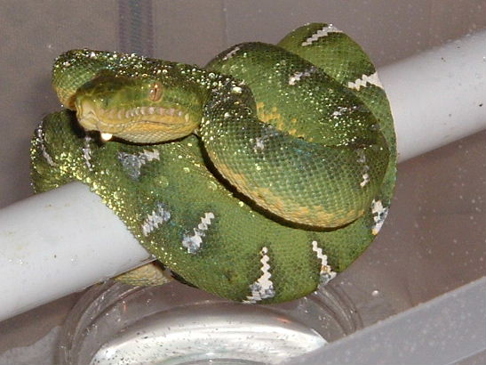 male emerald 1