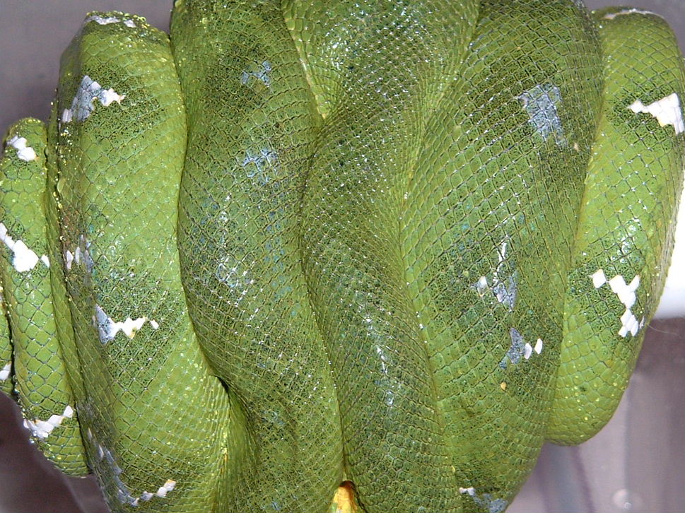 female emrald 1