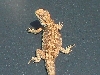Bearded dragon