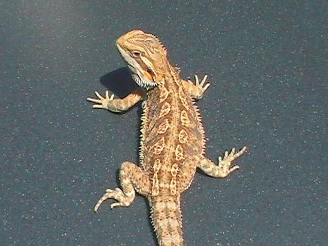 Bearded dragon
