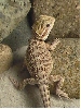 Bearded dragon
