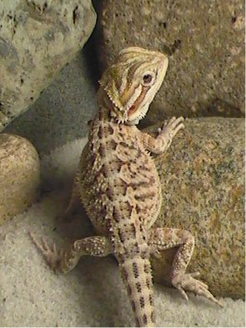 Bearded dragon