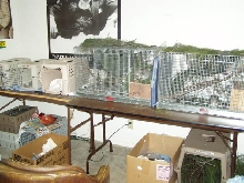 Squirrel Room