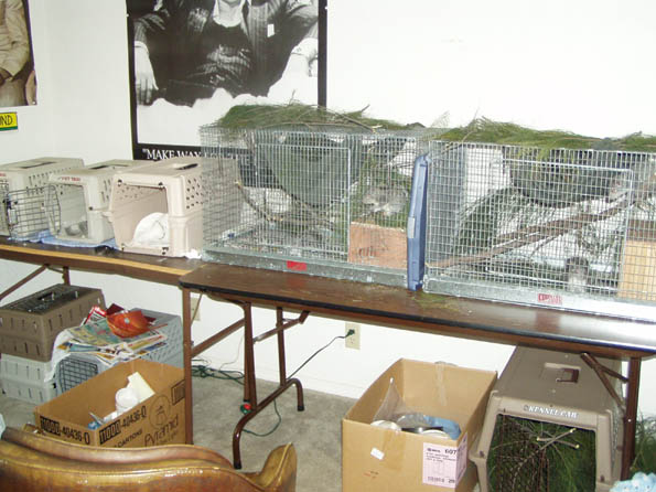 Squirrel Room