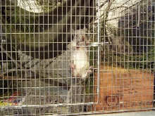 Three Greys