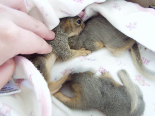Three little pigs