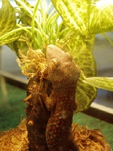 Tokay Gecko