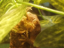 Tokay Gecko