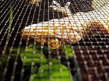 Tokay Gecko