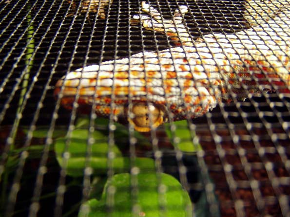 Tokay Gecko