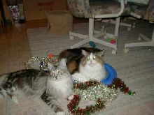 Belated Merry Xmas from Myschief & Mysty