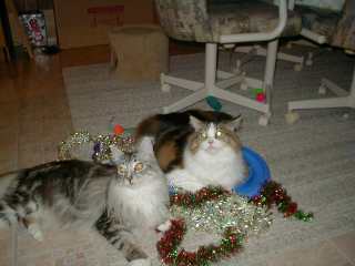Belated Merry Xmas from Myschief & Mysty