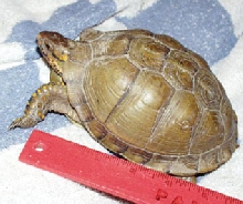 unusual three-toed