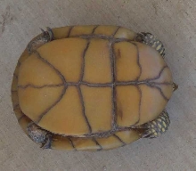 Plastron
