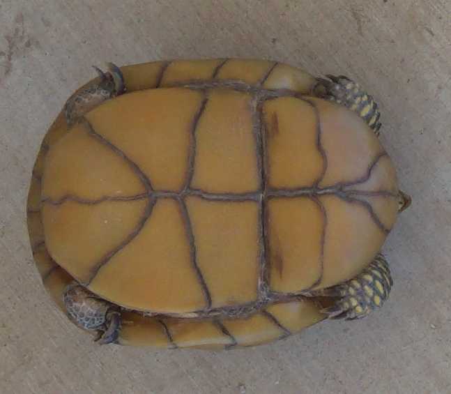 Plastron