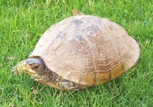 Box turtle