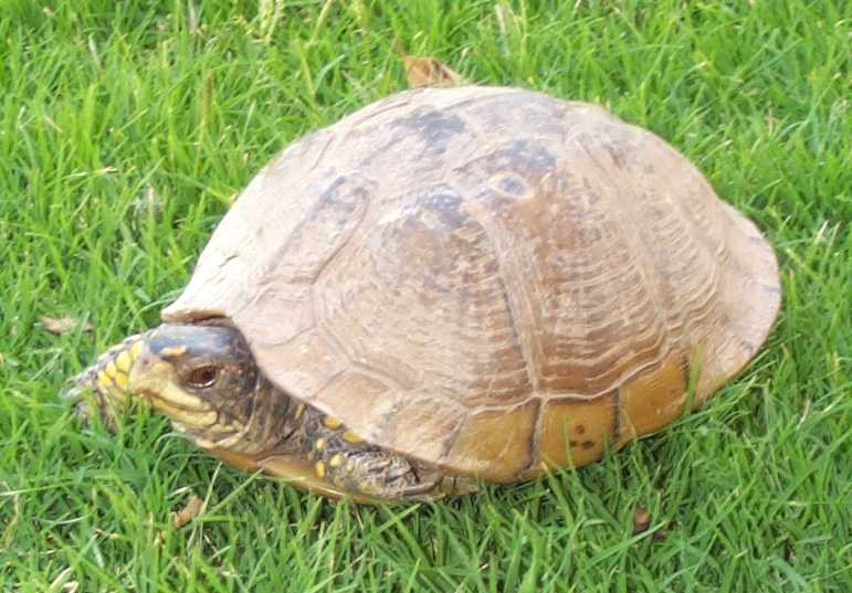 Box turtle