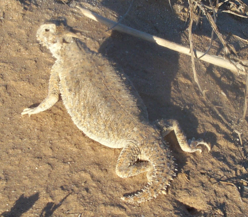 West Mesa Flattail