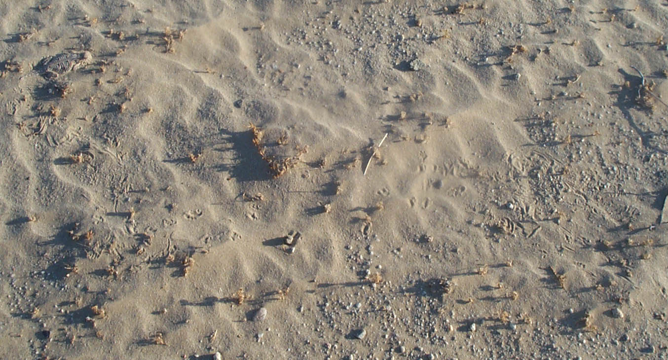 Track the flattail